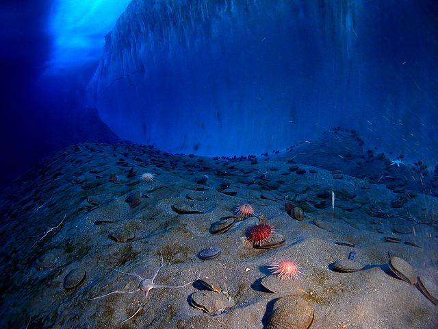 La fusión del hielo glaciar y nieve, principal fuente de hierro en el Océano Antártico