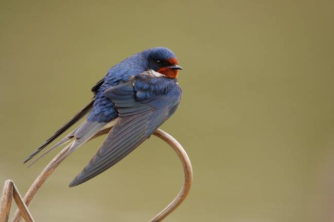La golondrina, ave del año 2014, ha perdido diez millones de ejemplares en la última década