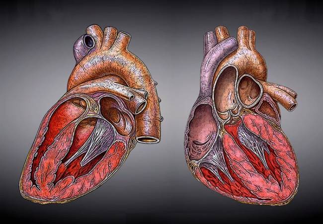 La grasa sirve para regenerar el tejido del corazón en humanos