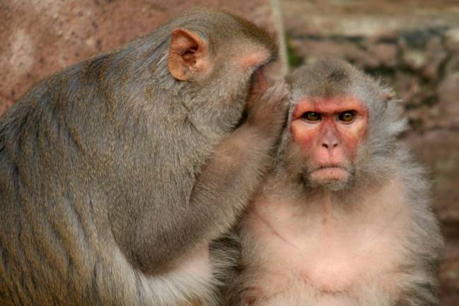 La hormona del amor hace que los macacos se relajen ante otros machos