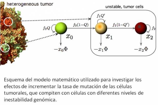 La inestabilidad genómica, clave para luchar contra el cáncer