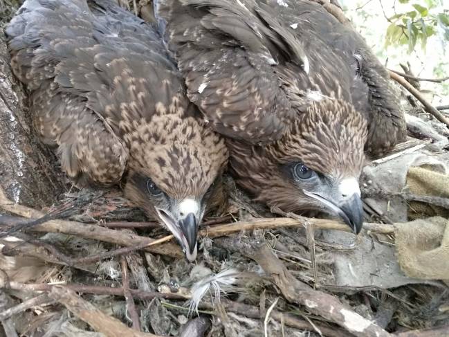 La infección por hongos en el milano negro aumenta en ambientes degradados