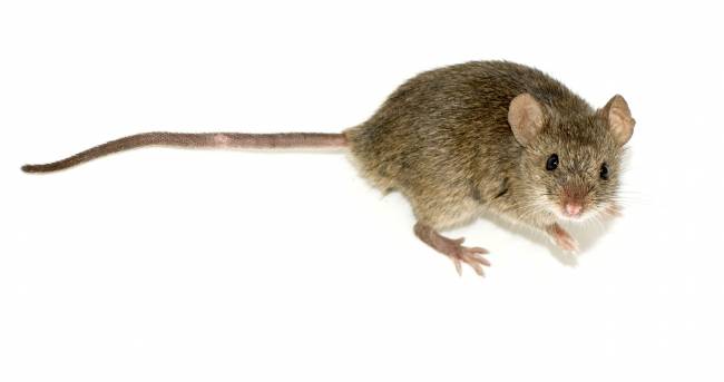 La Inteligencia Artificial confirma la identidad de restos fósiles de ratones de hace dos mil años