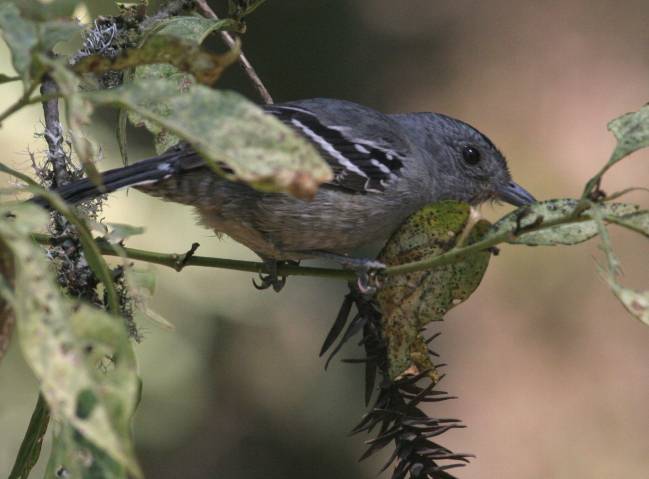 La luminosidad del hábitat influye en el tamaño de los ojos de las aves