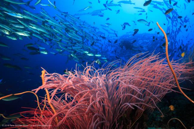 La mano humana beneficia, a veces, a los arrecifes de coral