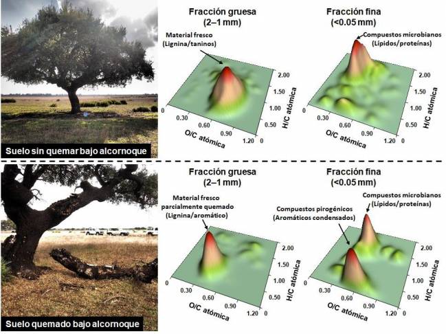 La materia orgánica de los suelos quemados se vuelve más resistente a la biodegradación