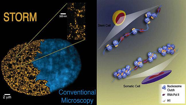 La microscopía de superresolución descubre datos inéditos al enfocar el empaquetado del genoma