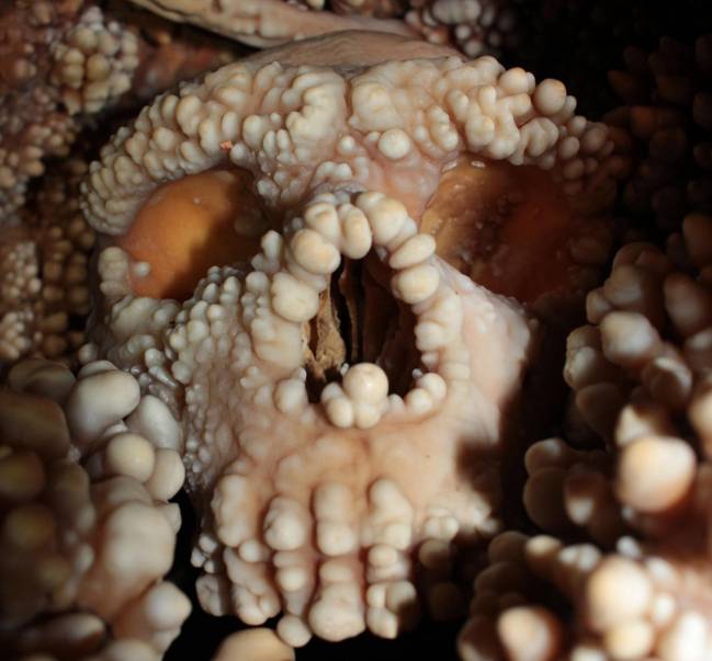 neandertal, cráneo, nariz