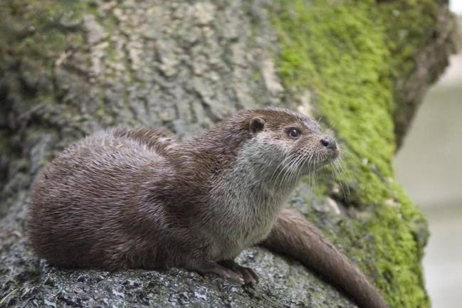 La nutria se recupera en Andalucía