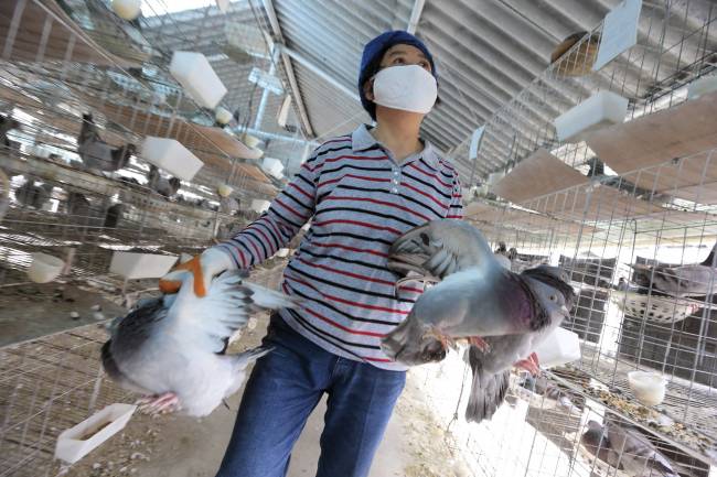 La OMS confirma cuatro nuevos casos de gripe aviar A en China 