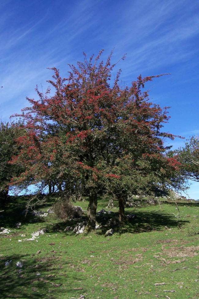 La participación de todas las especies de un ecosistema es esencial para su recuperación