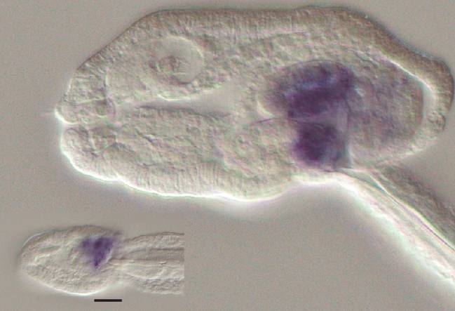 La pérdida de genes puede ser una estrategia evolutiva ventajosa