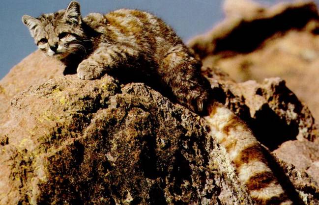 La pérdida de hábitat amenaza a los felinos del mundo 