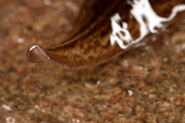 La planaria ‘Obama nungara’ se extiende por Europa
