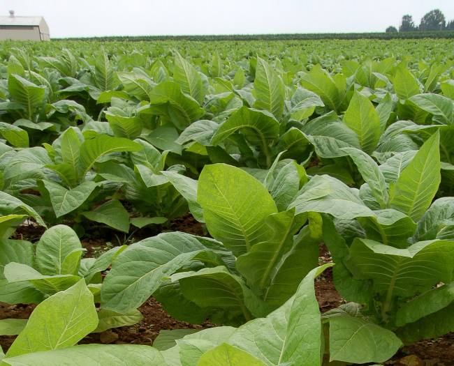 La planta de tabaco puede producir biocombustible y albúmina humana