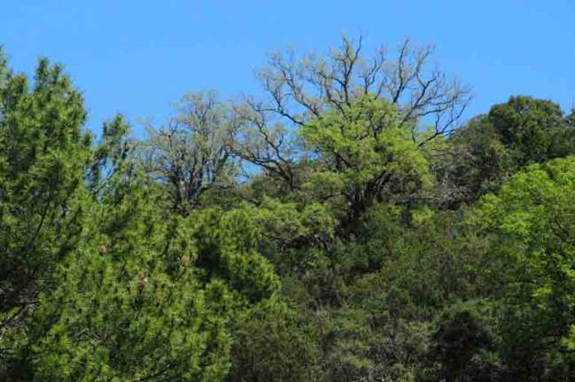 La plasticidad de las plantas facilita su adaptación al cambio climático