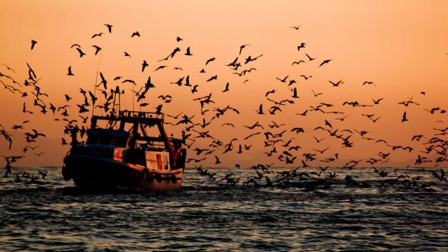 La política pesquera debe tener en cuenta el saber hacer de la pesca tradicional
