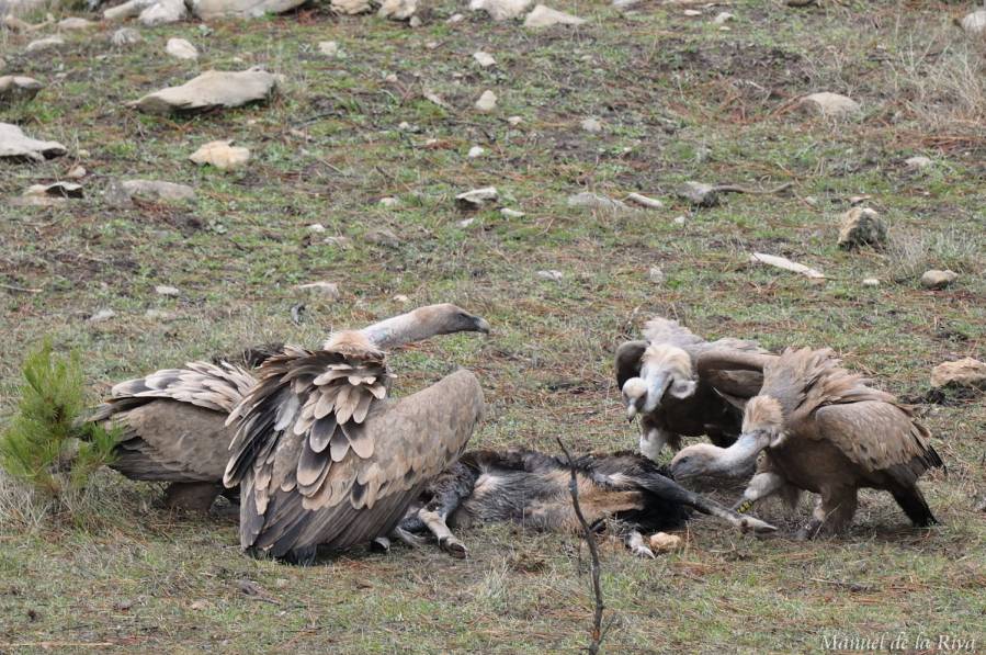 La recuperación del monte atrae a las grandes aves carroñeras
