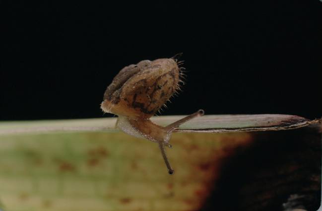La repoblación con pinos extingue especies endémicas de caracoles en Cataluña