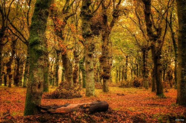 La repoblación de los bosques españoles está a la cabeza de Europa