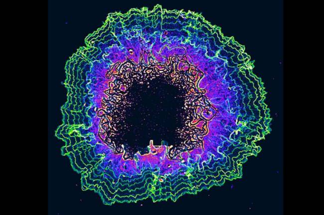 Fotografía de las oscilaciones (mostradas como líneas de contorno coloreadas) de un biofilm en crecimiento. / Süel Lab, UC San Diego