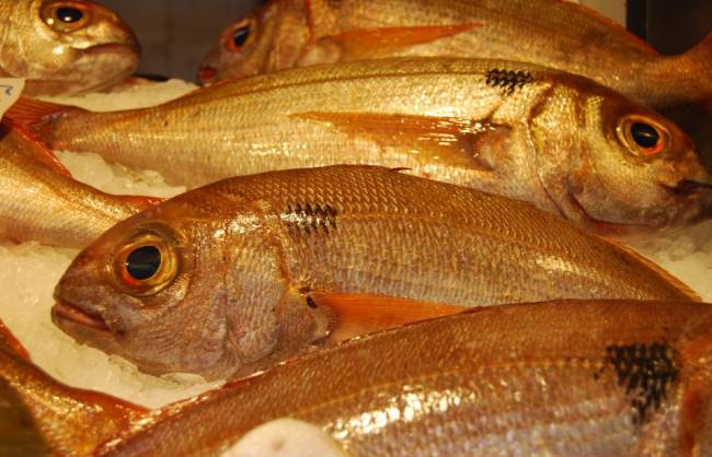 La sobrepesca merma las poblaciones de besugo en el estrecho de Gibraltar