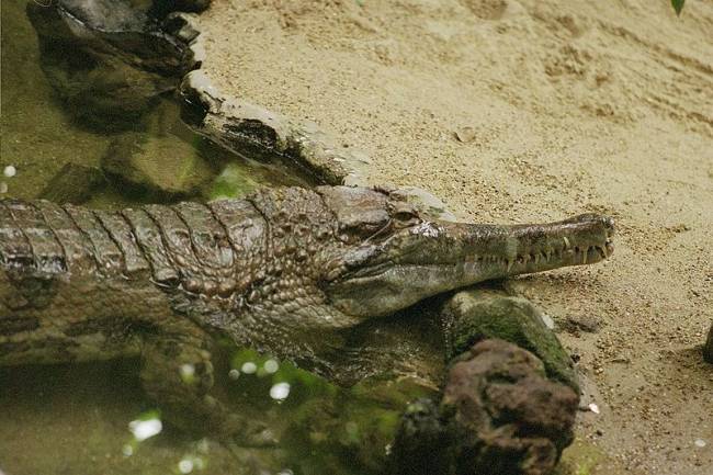 La sombra de los ancestros olvidados limita el destino de los cocodrilos