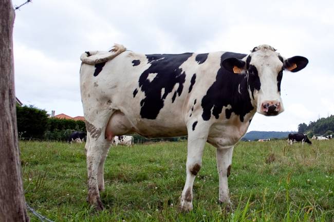 La talla de los animales domésticos ha aumentado a lo largo del tiempo