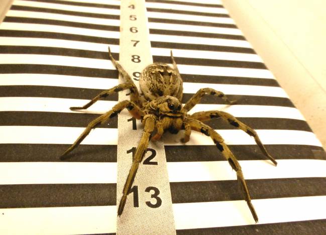 La tarántula calcula las distancias gracias a sus ojos laterales
