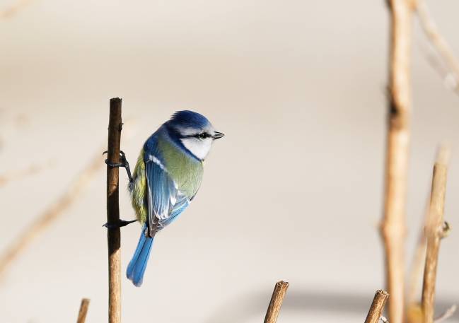 La temperatura es el factor ambiental que más influye en la presencia de parásitos en aves