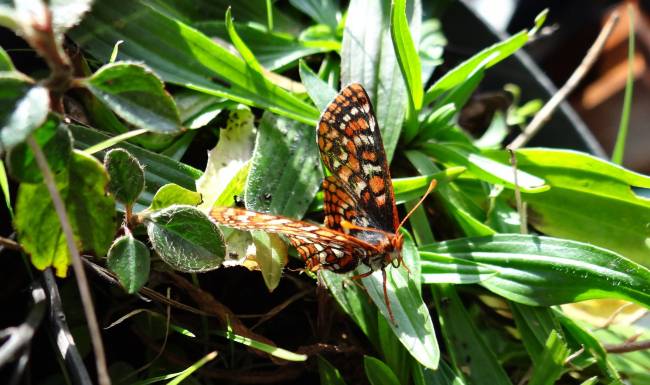 La trampa mortal para las mariposas cuando el humano se marcha