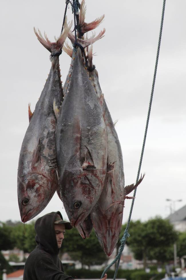 La UE apoya la prohibición del comercio internacional del atún rojo del Atlántico