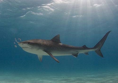 La UE aprueba el primer Plan de acción para proteger a los tiburones 