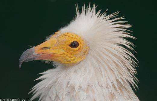 El nuevo convenio entre la Universidad de Barcelona y Red Eléctrica de España contribuirá a mejorar el conocimiento y la conservación del alimoche común (Neophron percnopterus). Foto: Jordi Baucells