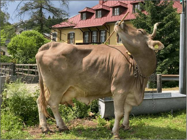 La vaca Veronika sabe usar herramientas de forma versátil, algo solo documentado antes en primates