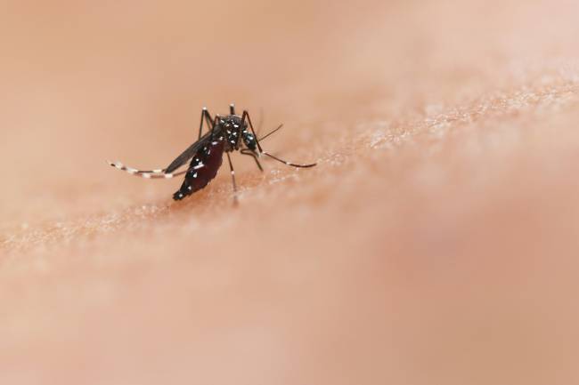 mosquito Aedes