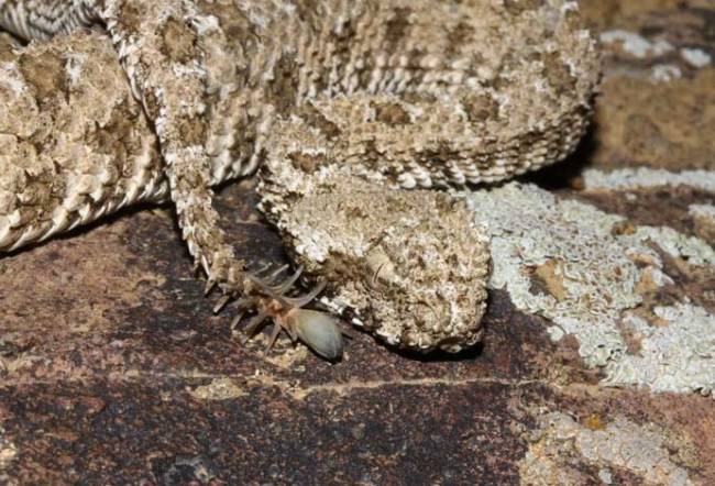 La víbora que se disfraza de araña para engañar a sus presas