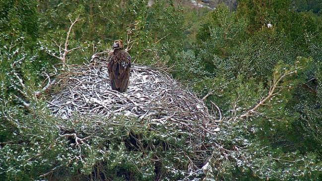 La vida del buitre negro, en directo desde la sierra de Guadarrama