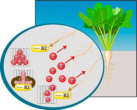 La vitamina B2 facilita la toma de hierro por las plantas