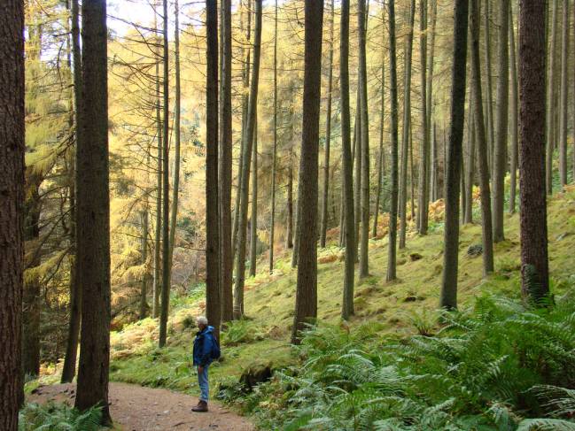 Lanzan una nueva plataforma ‘on line’ para la protección de los bosques en el mundo