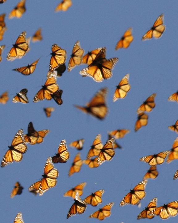 Las antenas de las mariposas monarca las guían hacia México