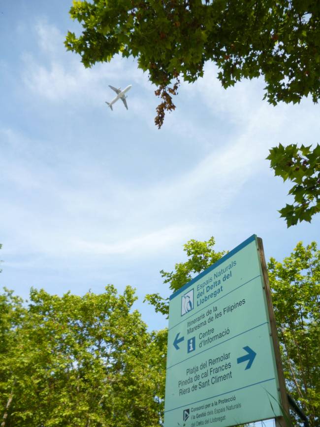 Las aves adelantan sus cantos al amanecer por el ruido de los aeropuertos 