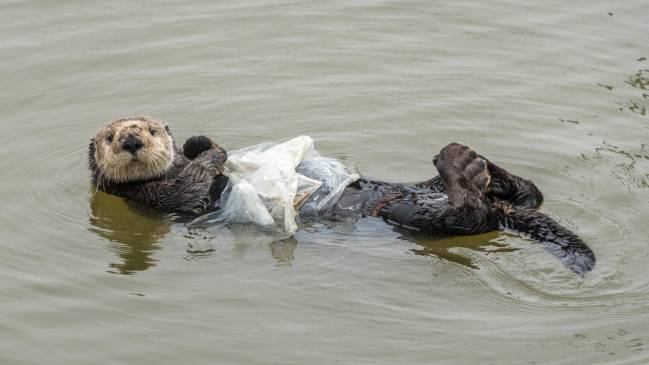 una nutria con plástico