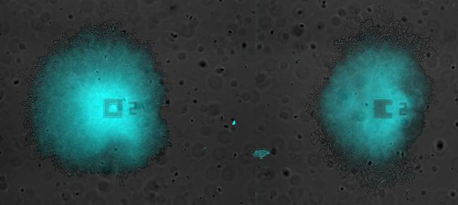 Oscilaciones sincronizadas en un par de biofilms creciendo en la misma cámara de microfluídica. - Universidad Pompeu Fabra, Universidad de California