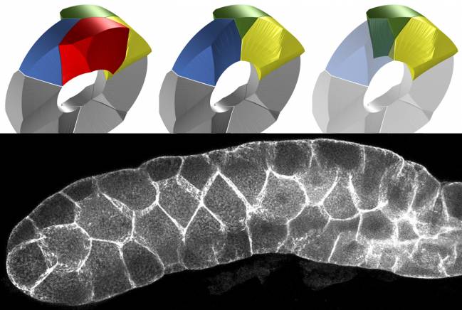 Las células epiteliales adoptan una nueva forma geométrica para que los tejidos se curven