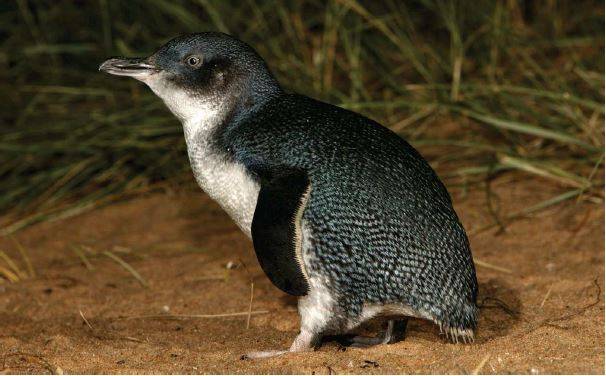 Las corrientes marinas influyen en la cría del pingüino australiano