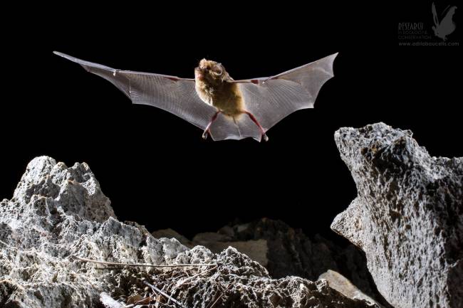 Las cuevas sagradas dejan de ser un refugio para los murciélagos de Madagascar