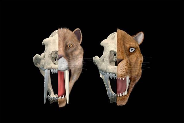 Las especies de tigres dientes de sable tenían estrategias de caza diferentes