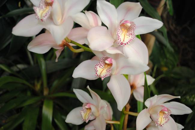 Las especies híbridas deberían tenerse en cuenta para la conservación de la biodiversidad