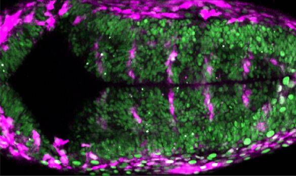 Las fuerzas mecánicas controlan el destino celular en la formación del cerebro